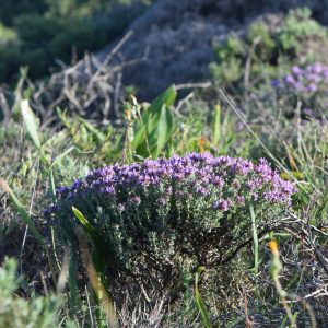 Čiobrelių Enzimų gėrimas