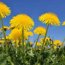 Kiaulpienių žiedų probiotinis enzimų koncentratas