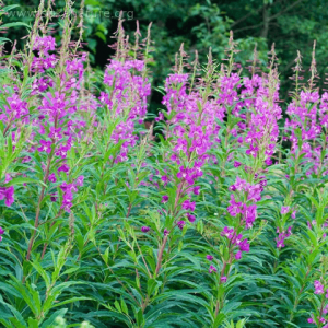 Gauromečio fermentuotas probiotinis enzimų koncentratas