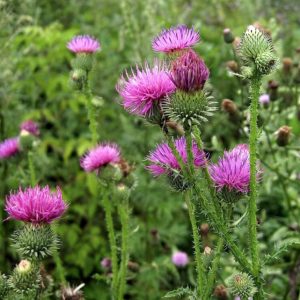 Margainių enzimų gėrimas